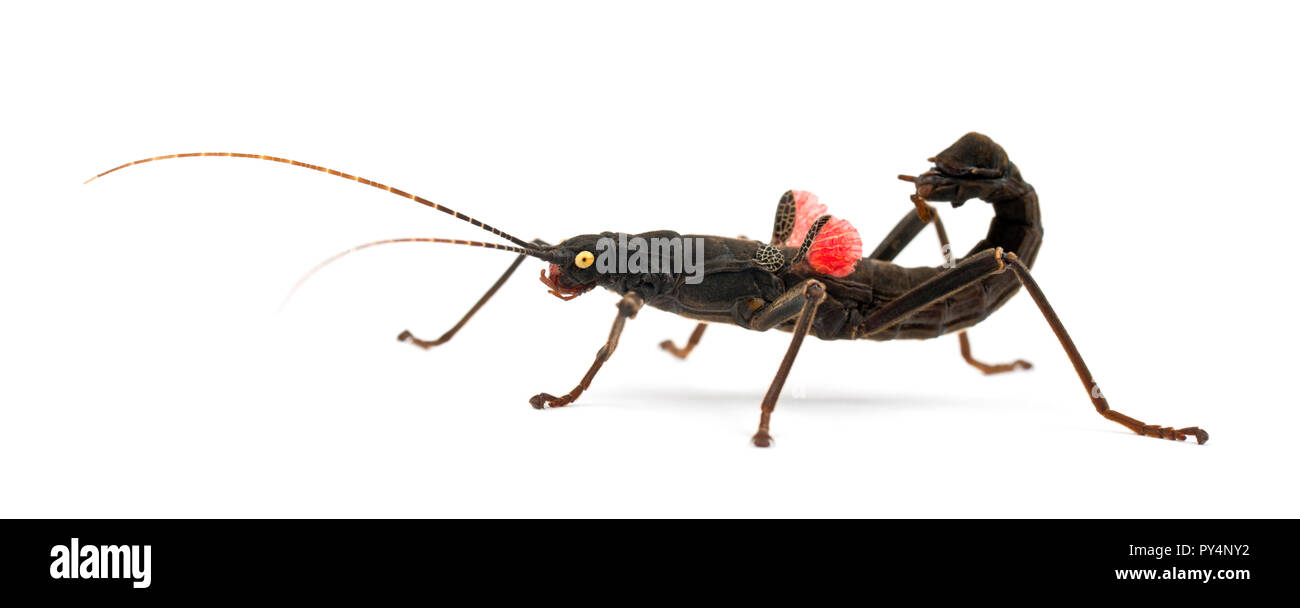 Golden-eyed Stick Insect, Peruphasma schultei, a species of stick insect, against white background Stock Photo