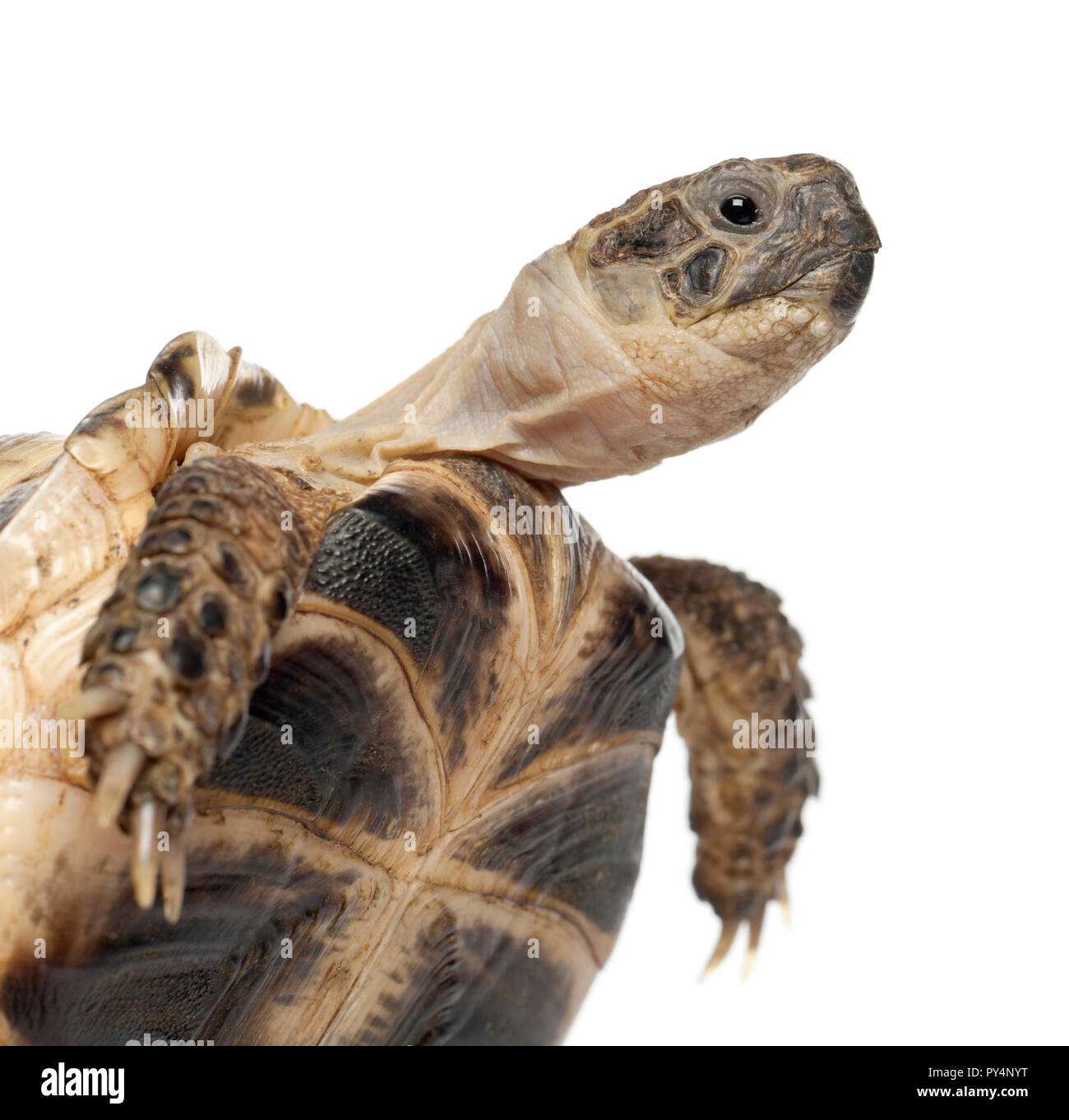 Young Russian tortoise, Horsfield's tortoise or Central Asian tortoise, Agrionemys horsfieldii, close up against white background Stock Photo