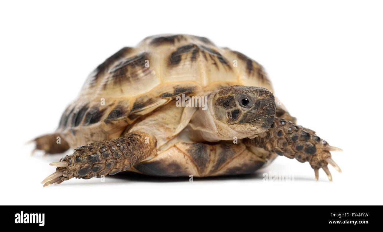 Young Russian tortoise, Horsfield's tortoise or Central Asian tortoise, Agrionemys horsfieldii, against white background Stock Photo