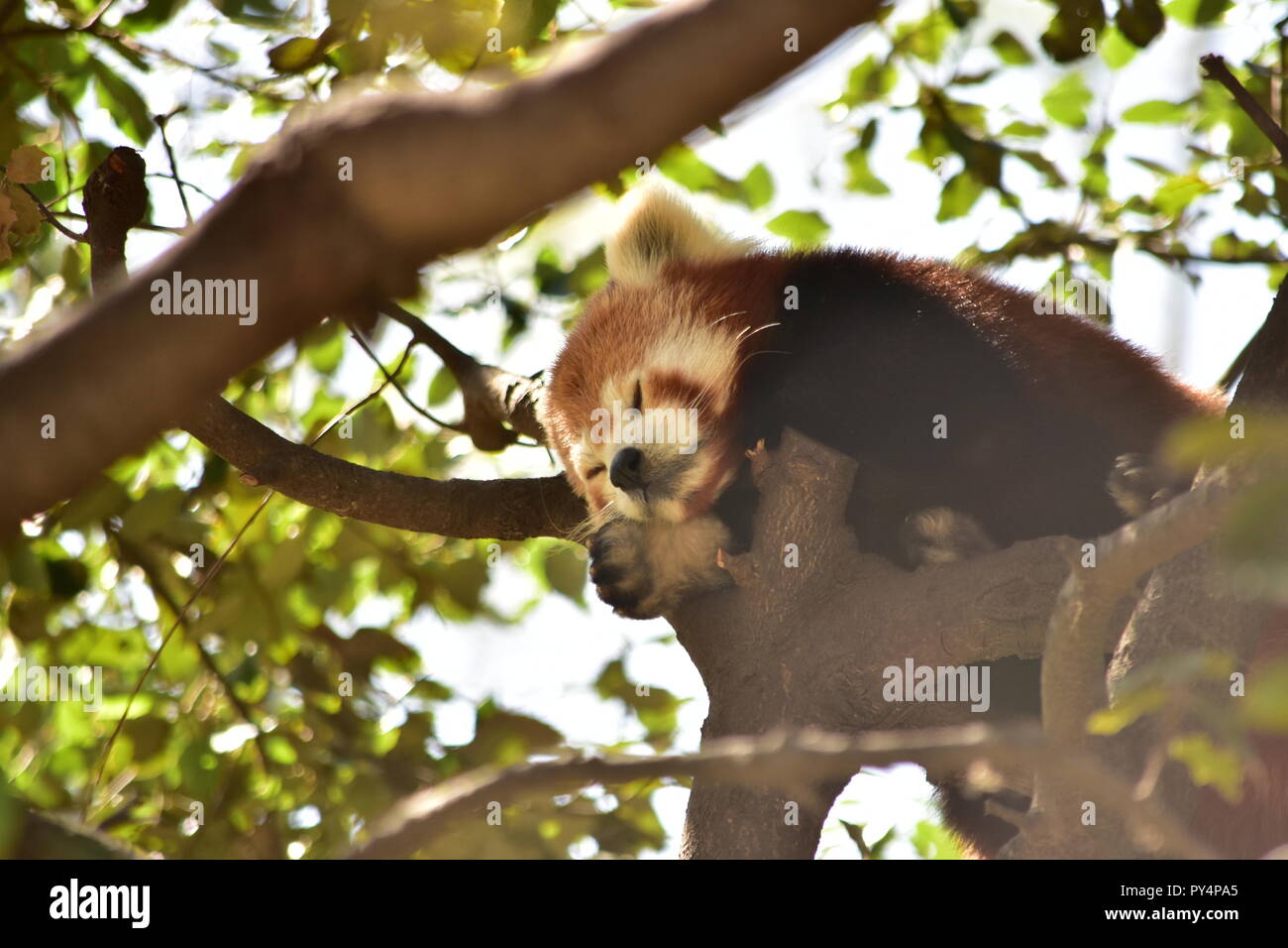 Red Panda in Barcelona Stock Photo