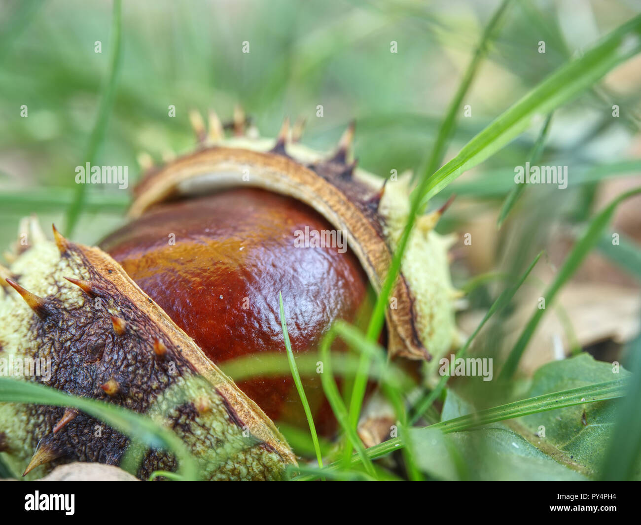Chestnut In Prickly Shell High Resolution Stock Photography and Images ...