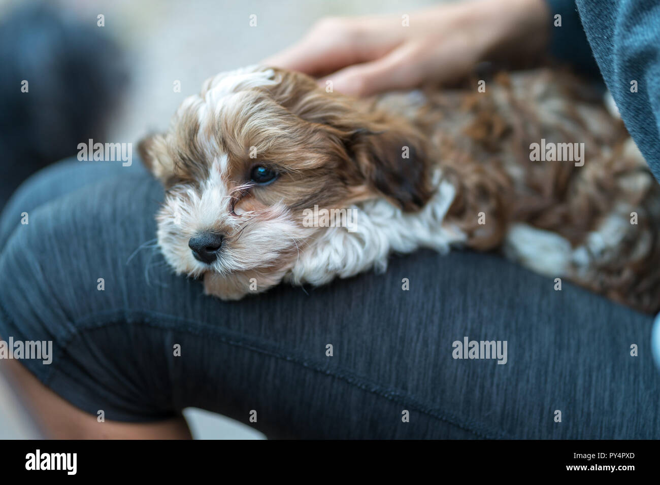 Havanese puppy sitting on the lap of a woman. Low deph of field. Stock Photo