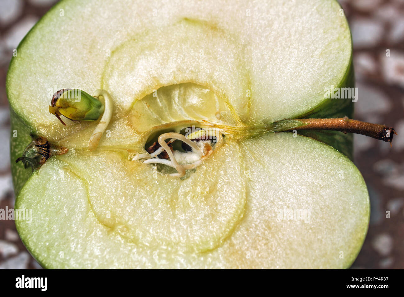 Fetus real hi-res stock photography and images - Alamy