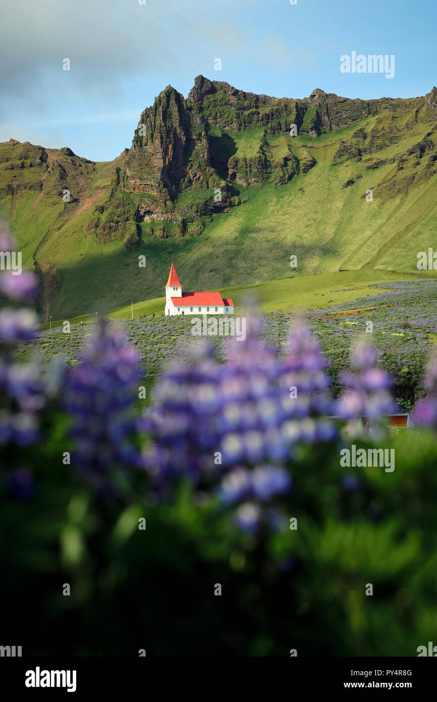Vik i Myrdal Church and invasive Alaskan Lupine flowers in Vik south Iceland. Stock Photo