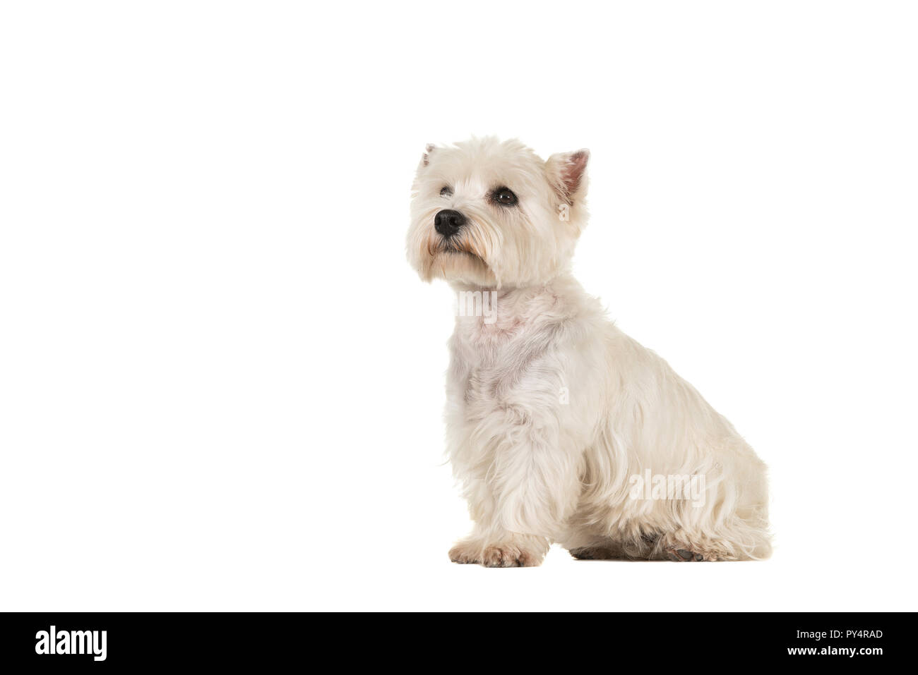 West highland white terrier or westie dog sitting looking up seen from the side isolated on a white background Stock Photo