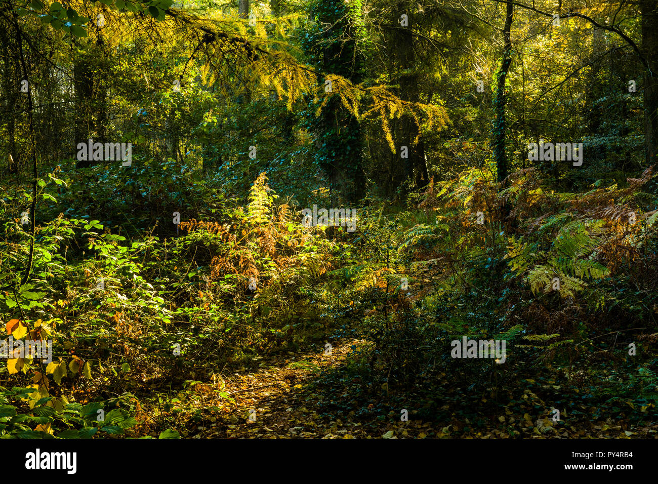 Autumn Photographs of the Hensol Forest in South Wales Stock Photo