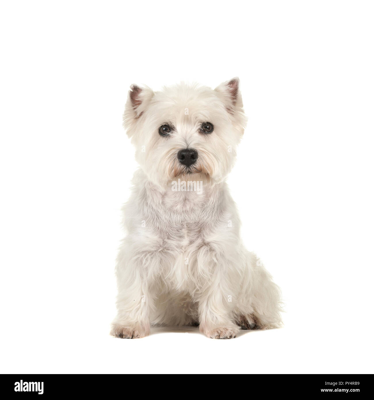 West highland white terrier or westie dog sitting looking at the camera isolated on a white background Stock Photo