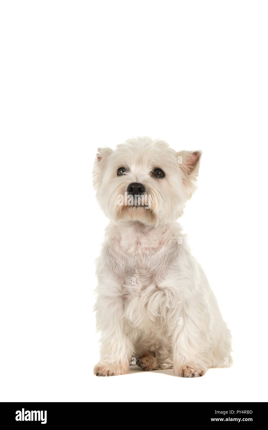 West highland white terrier or westie dog sitting looking up isolated on a white background Stock Photo