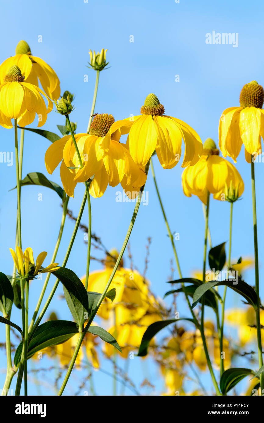 Golden yellow flowers of Rudbeckia 'Autumn Sun' (Rudbeckia Nitida 'Herbstsonne') against a blue sky background Stock Photo