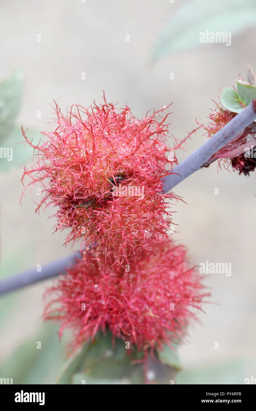 Gall known as the rose bedeguar gall, Robin's pincushion, or moss gall is caused by a hymenopteran gall wasp, Diplolepis rosae Stock Photo