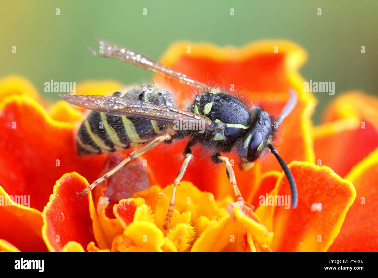 Vespula vulgaris, known as the common wasp Stock Photo