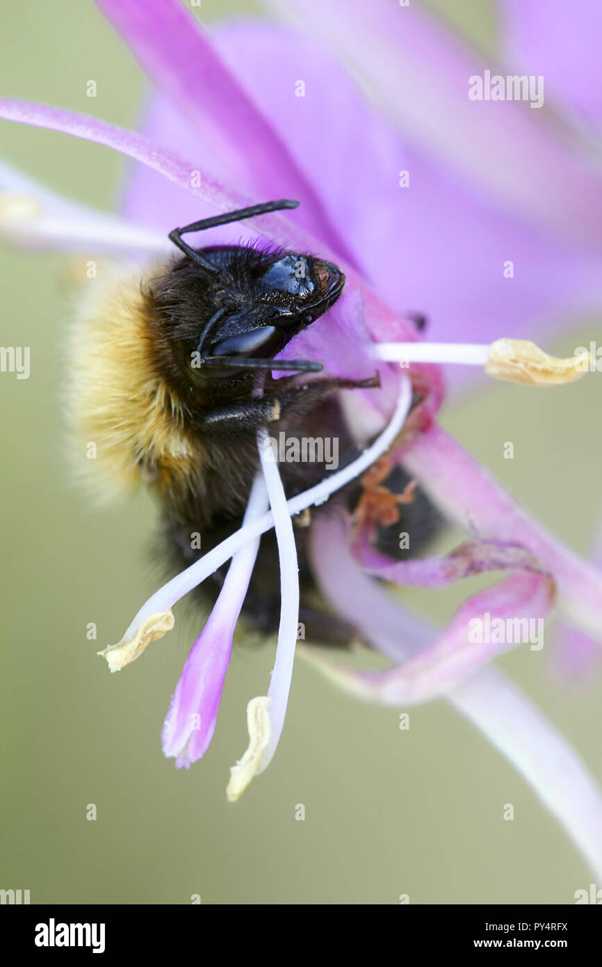 White-tailed bumblebee Stock Photo