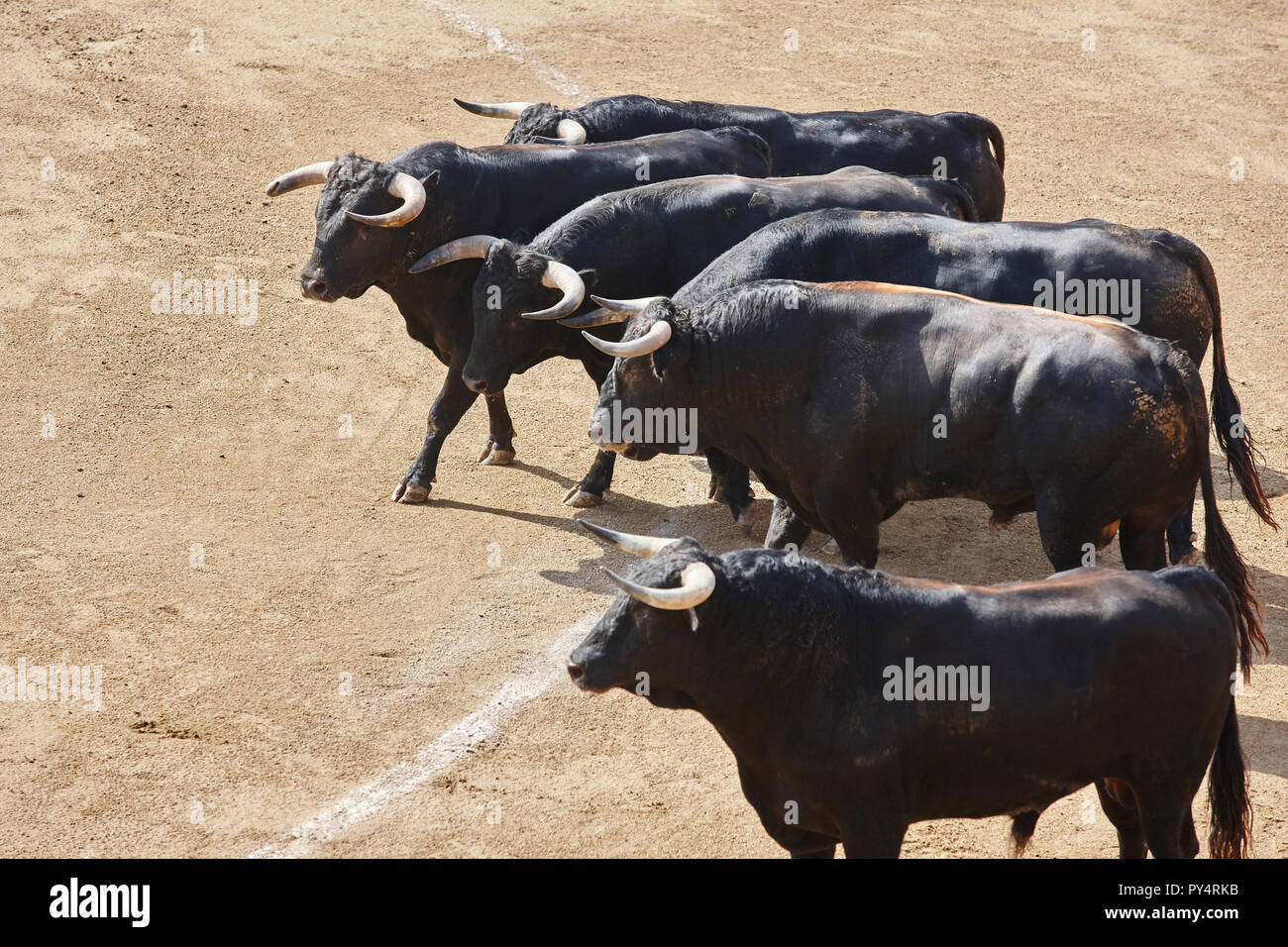 Fighting bulls in the arena. Bullring. Toro bravo. Spain. Horizontal ...