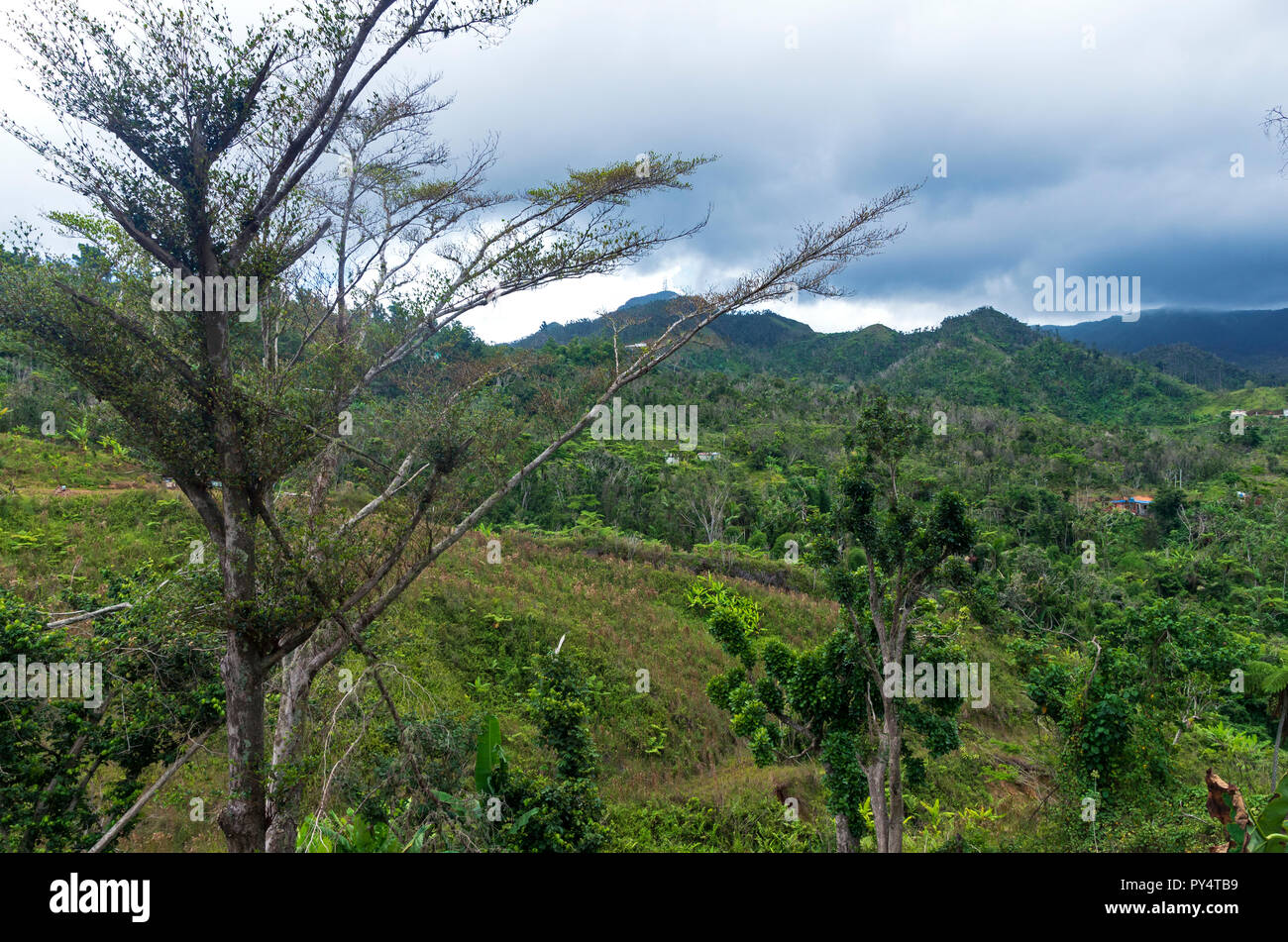 mountains and valley amid lush forest of cordillera central in jayuya