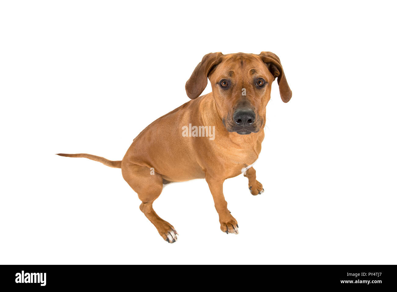 Rhodesian ridgeback looking up straight into the camera isolated on a ...