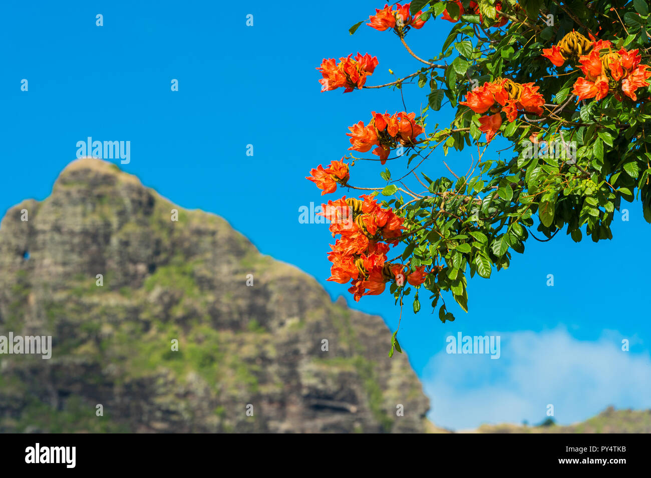 Blooming tree against the blue sky, Kauai, Hawaii, USA Stock Photo Alamy