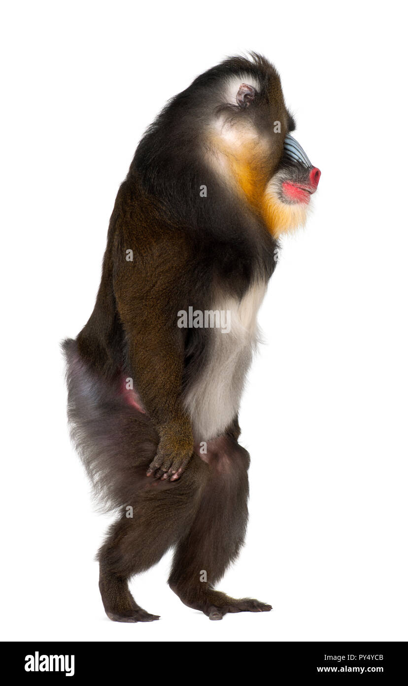 Mandrill walking, Mandrillus sphinx, 22 years old, primate of the Old World monkey family against white background Stock Photo