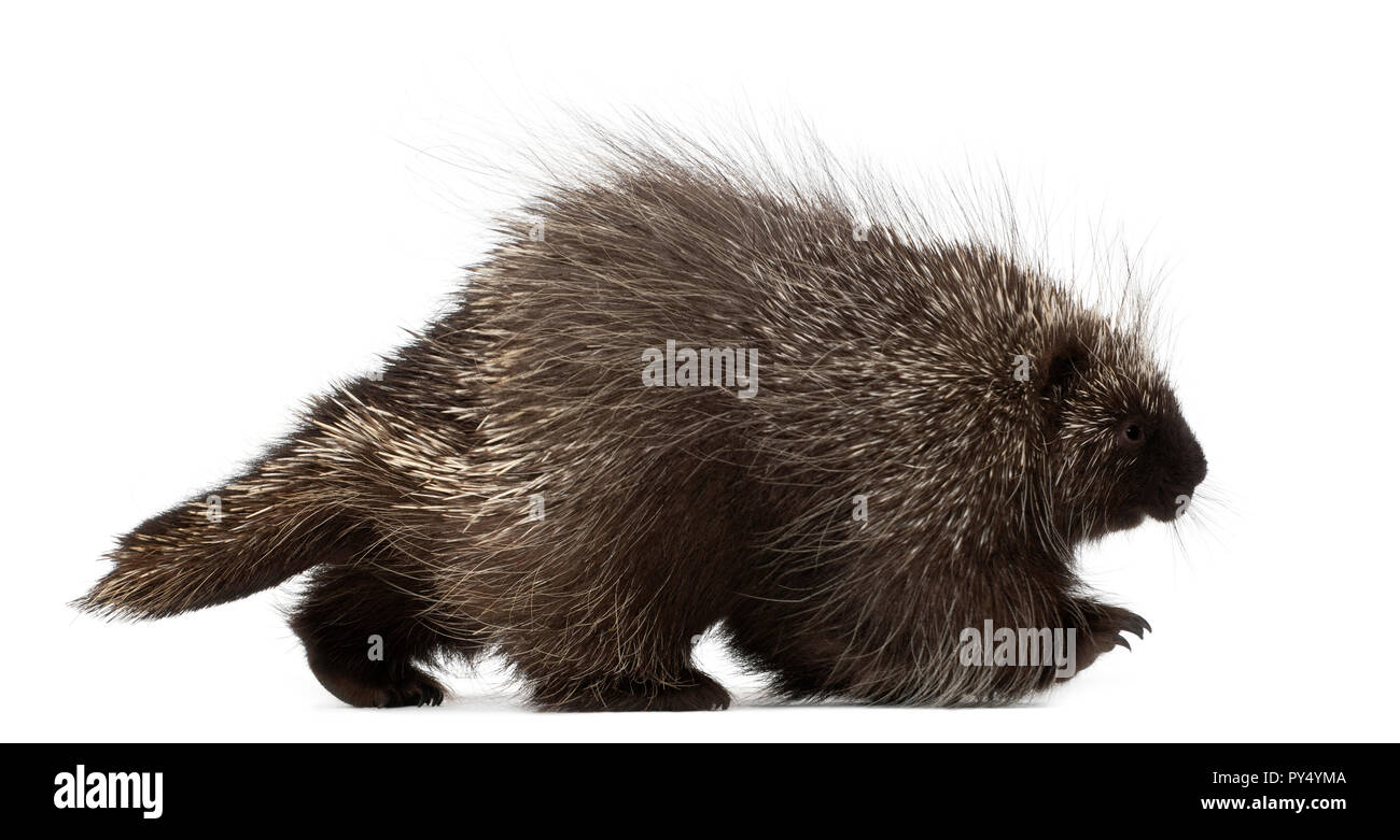 North American Porcupine, Erethizon dorsatum, also known as Canadian Porcupine or Common Porcupine walking against white background Stock Photo