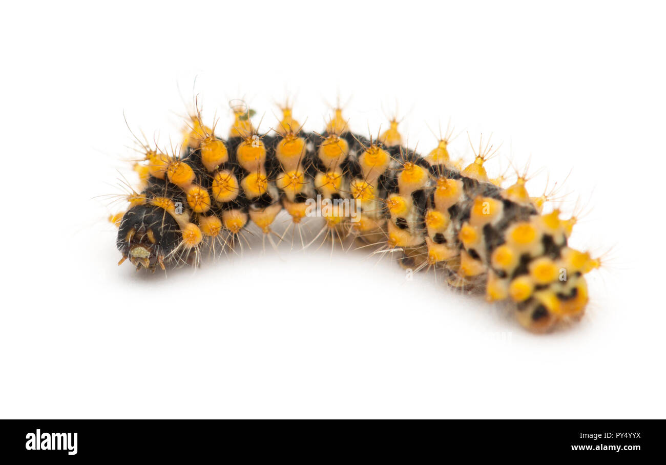 Caterpillar of Giant Peacock Moth, 15 days old, Saturnia pyri, against white background Stock Photo
