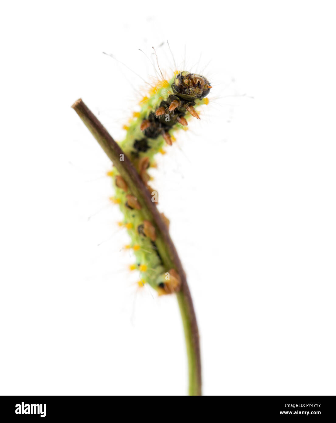 Caterpillar of the Giant Peacock Moth on stem, Saturnia pyri, against white background Stock Photo