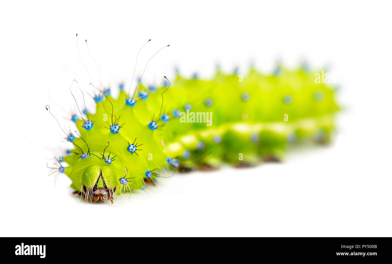 Caterpillar of the Giant Peacock Moth, Saturnia pyri, against white background Stock Photo