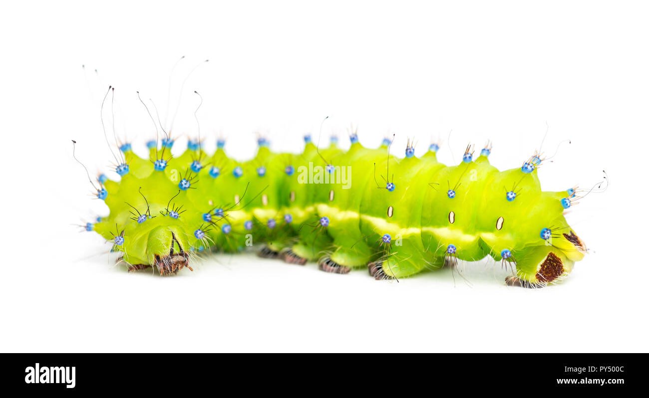 Caterpillar of the Giant Peacock Moth, Saturnia pyri, against white background Stock Photo