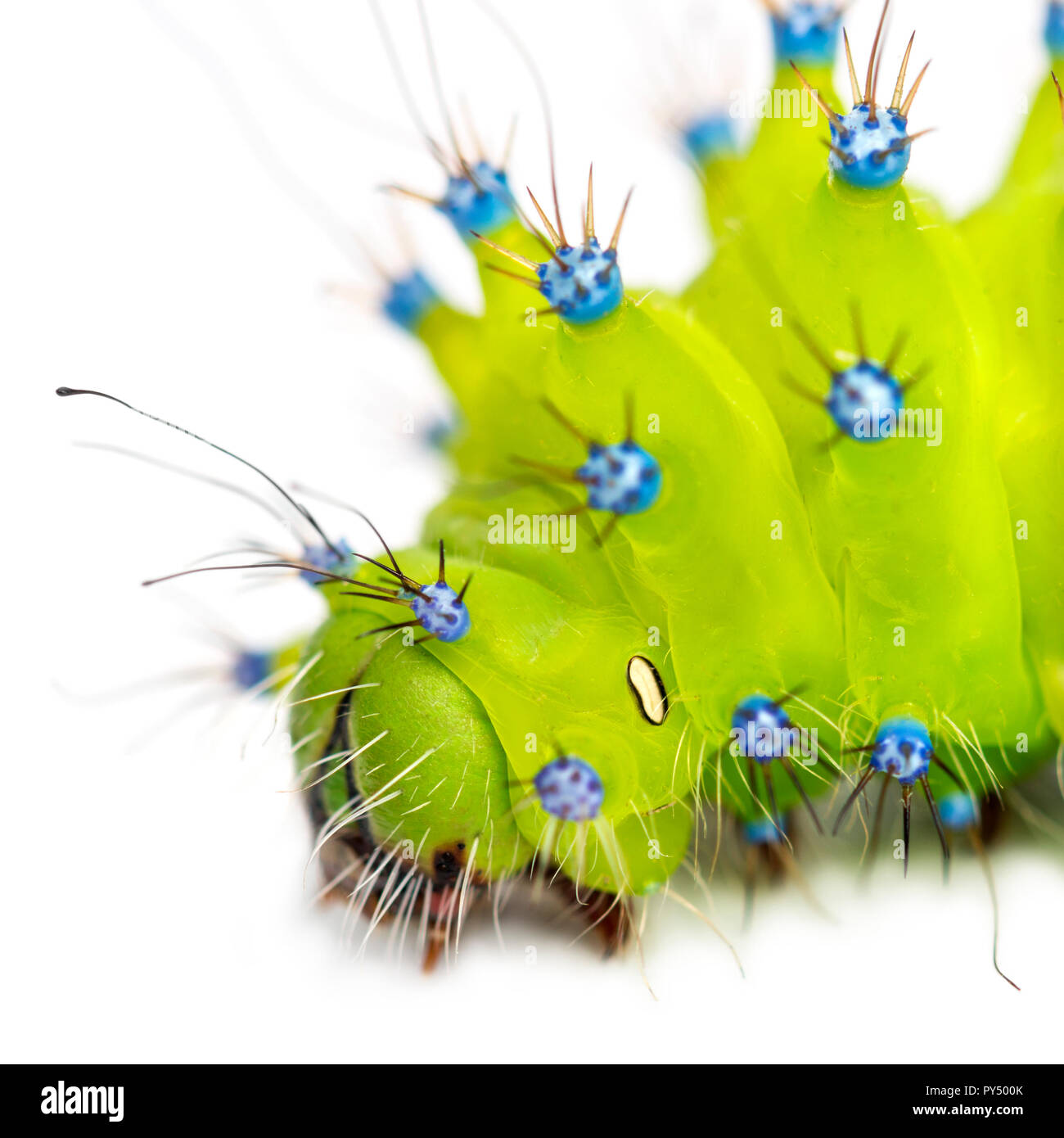 Caterpillar of the Giant Peacock Moth, Saturnia pyri, against white background Stock Photo