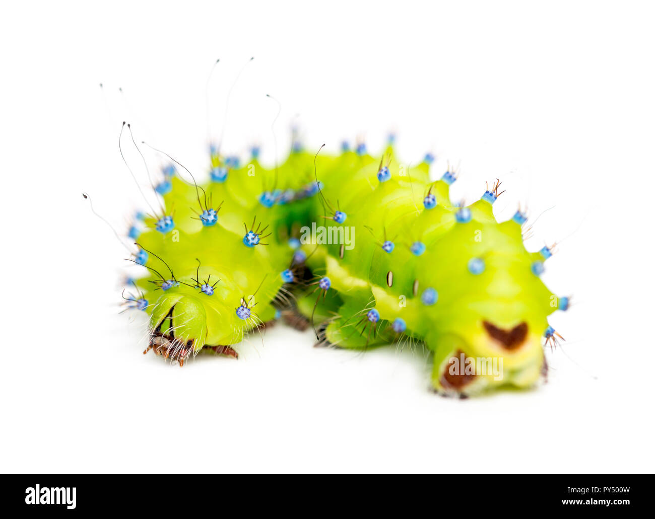 Caterpillar of the Giant Peacock Moth, Saturnia pyri, against white background Stock Photo