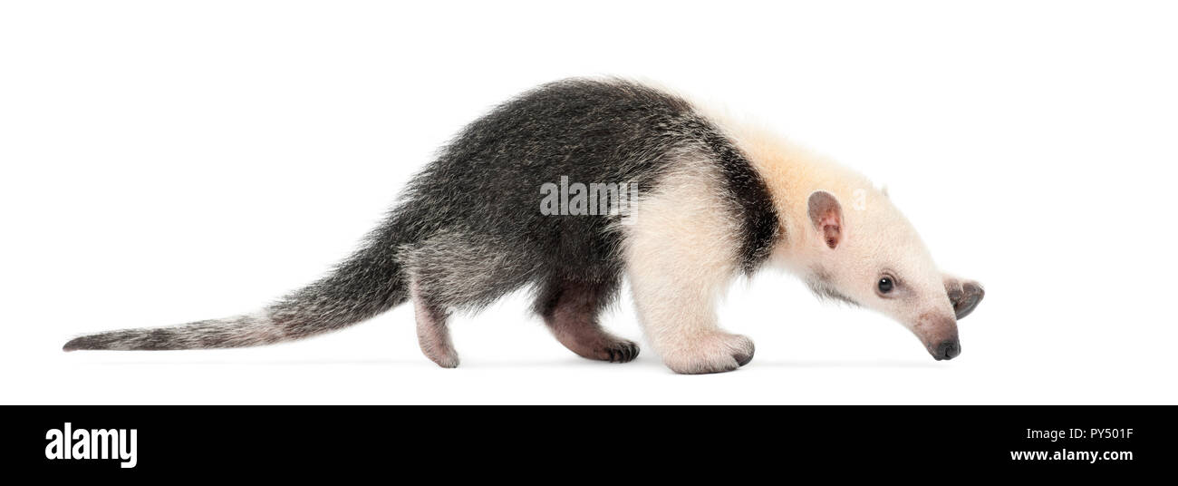 Southern tamandua transparent background PNG cliparts free