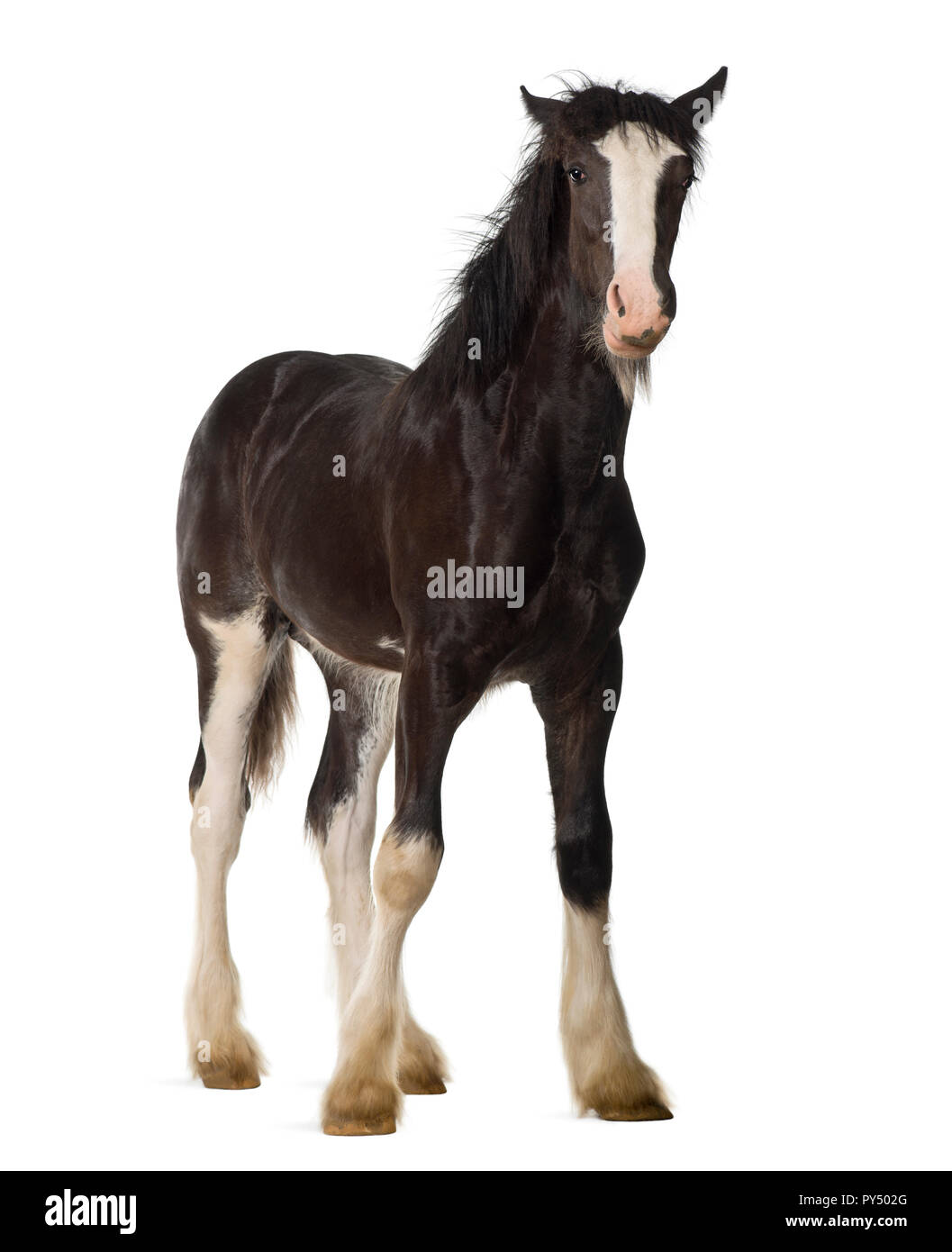 Shire horse foal standing against white background Stock Photo - Alamy