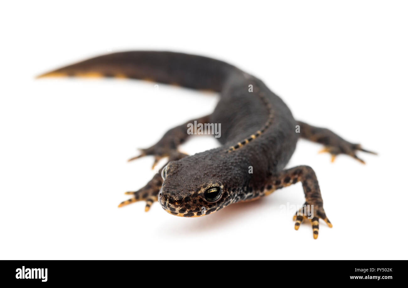 Alpine Newt, Ichthyosaura alpestris, formerly Triturus alpestris and ...
