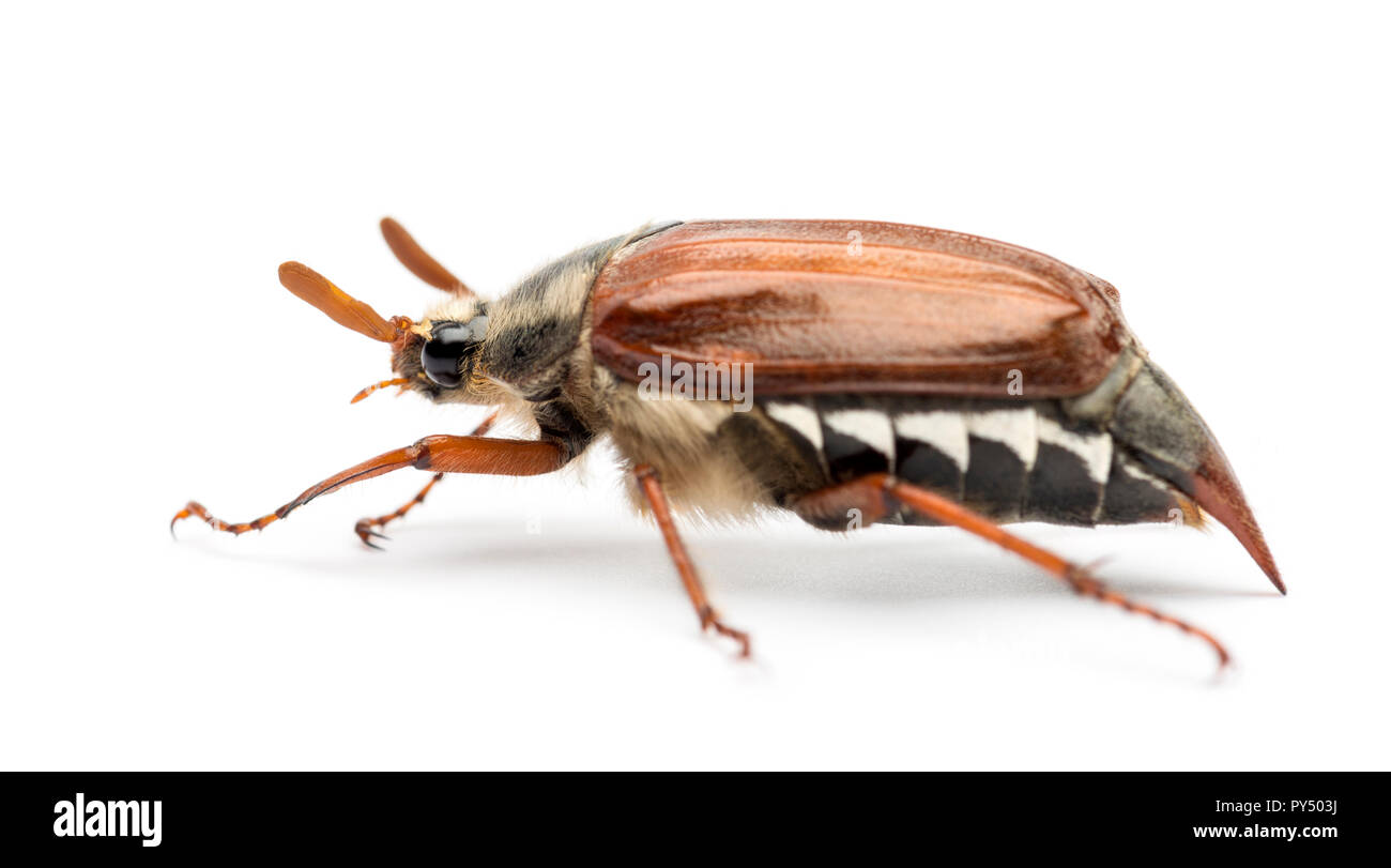Side view of Male Cockchafer, Melolontha melolontha, also known as May bug, Mitchamador, Billy witch or Spang beetle against white background Stock Photo
