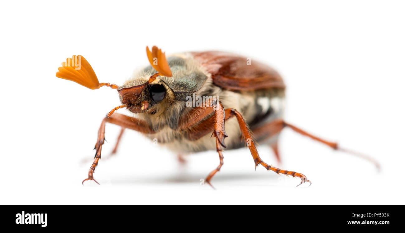 Male Cockchafer, Melolontha melolontha, also known as May bug, Mitchamador, Billy witch or Spang beetle against white background Stock Photo