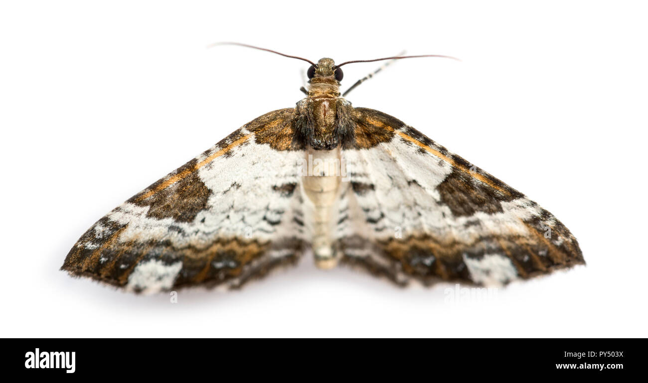 Top view of a Pretty Chalk Carpet moth, Melanthia procellata, against white background Stock Photo