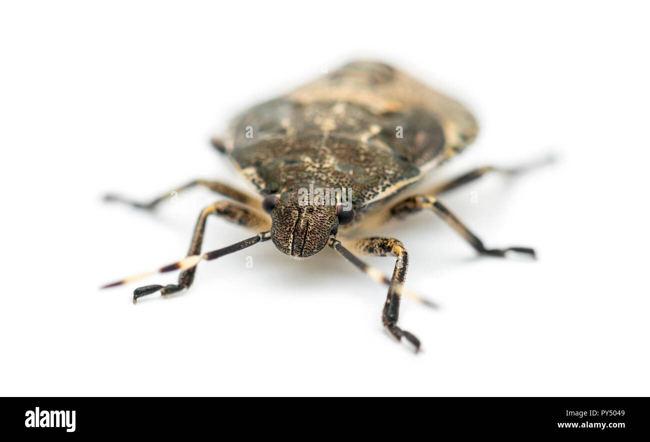 Shield Bug, Troilus luridus, against white background Stock Photo