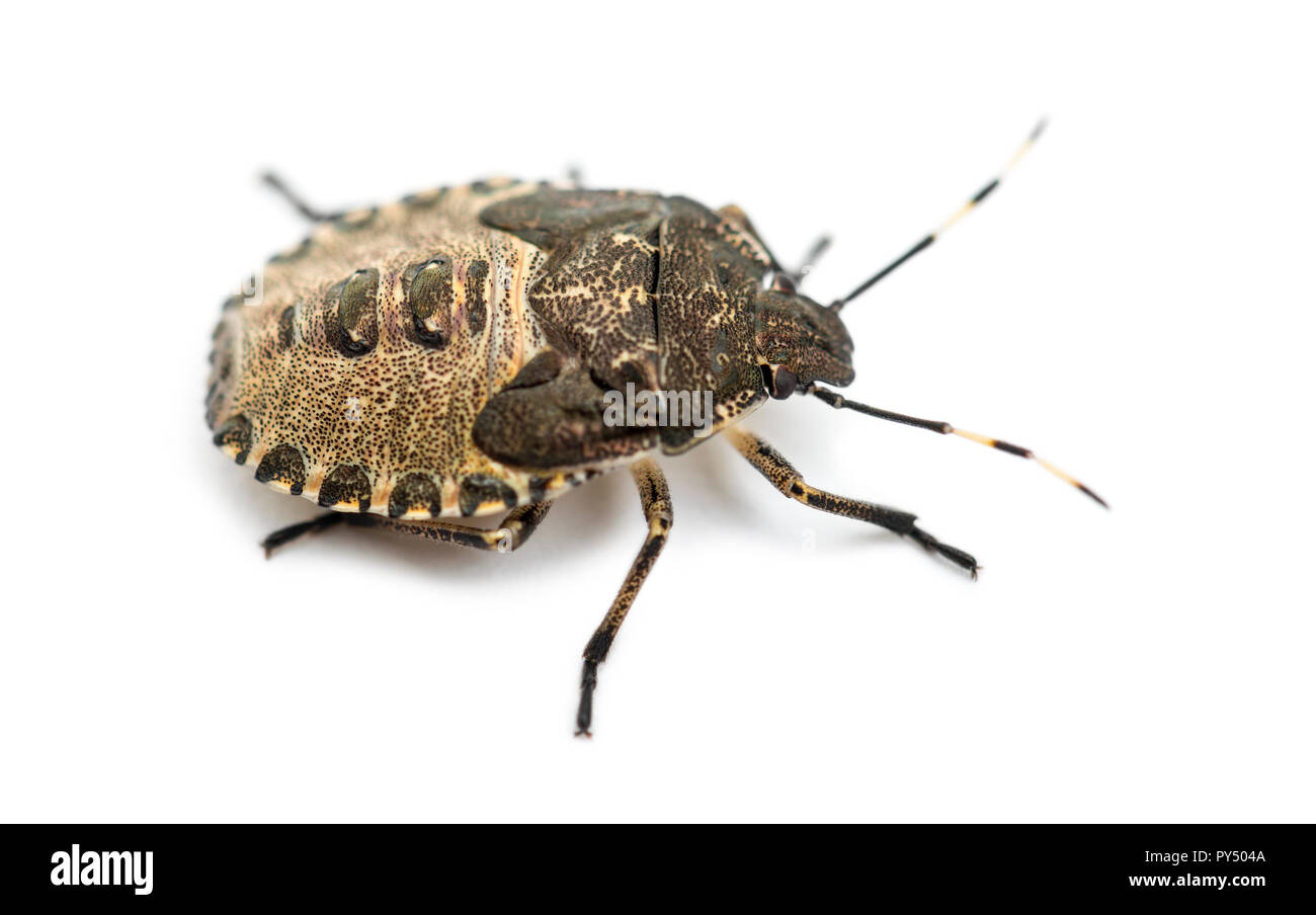 Shield Bug, Troilus luridus, against white background Stock Photo