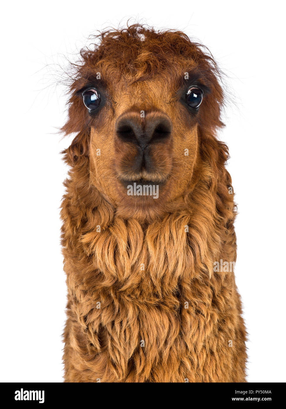 Front view Close-up of Alpaca against white background Stock Photo - Alamy