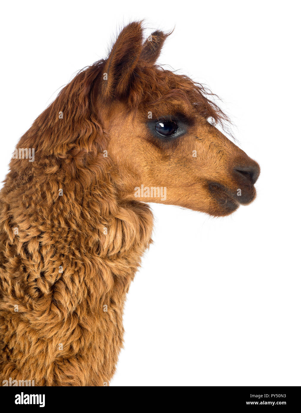 Side view Close-up of Alpaca against white background Stock Photo - Alamy