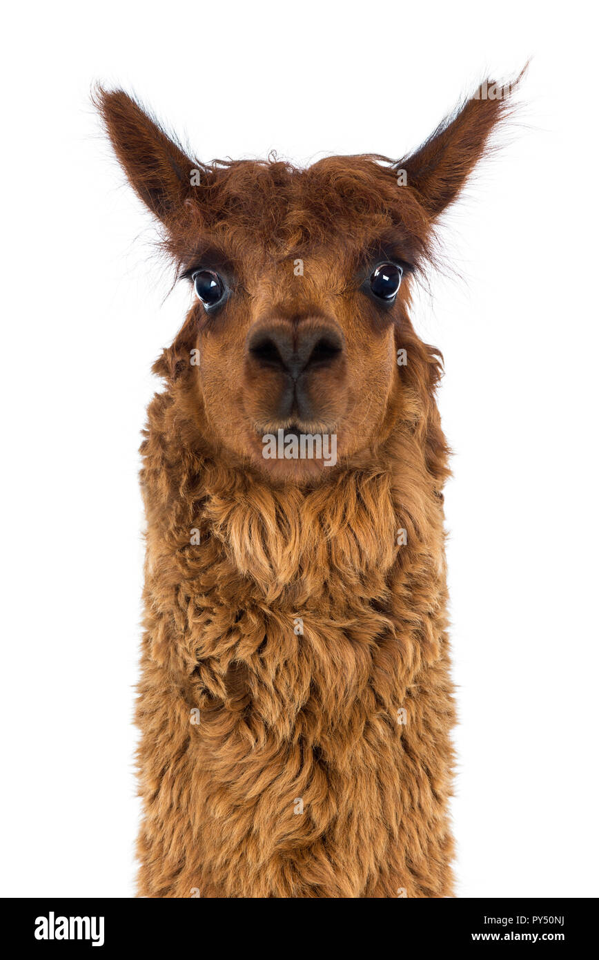Front view Close-up of Alpaca against white background Stock Photo - Alamy
