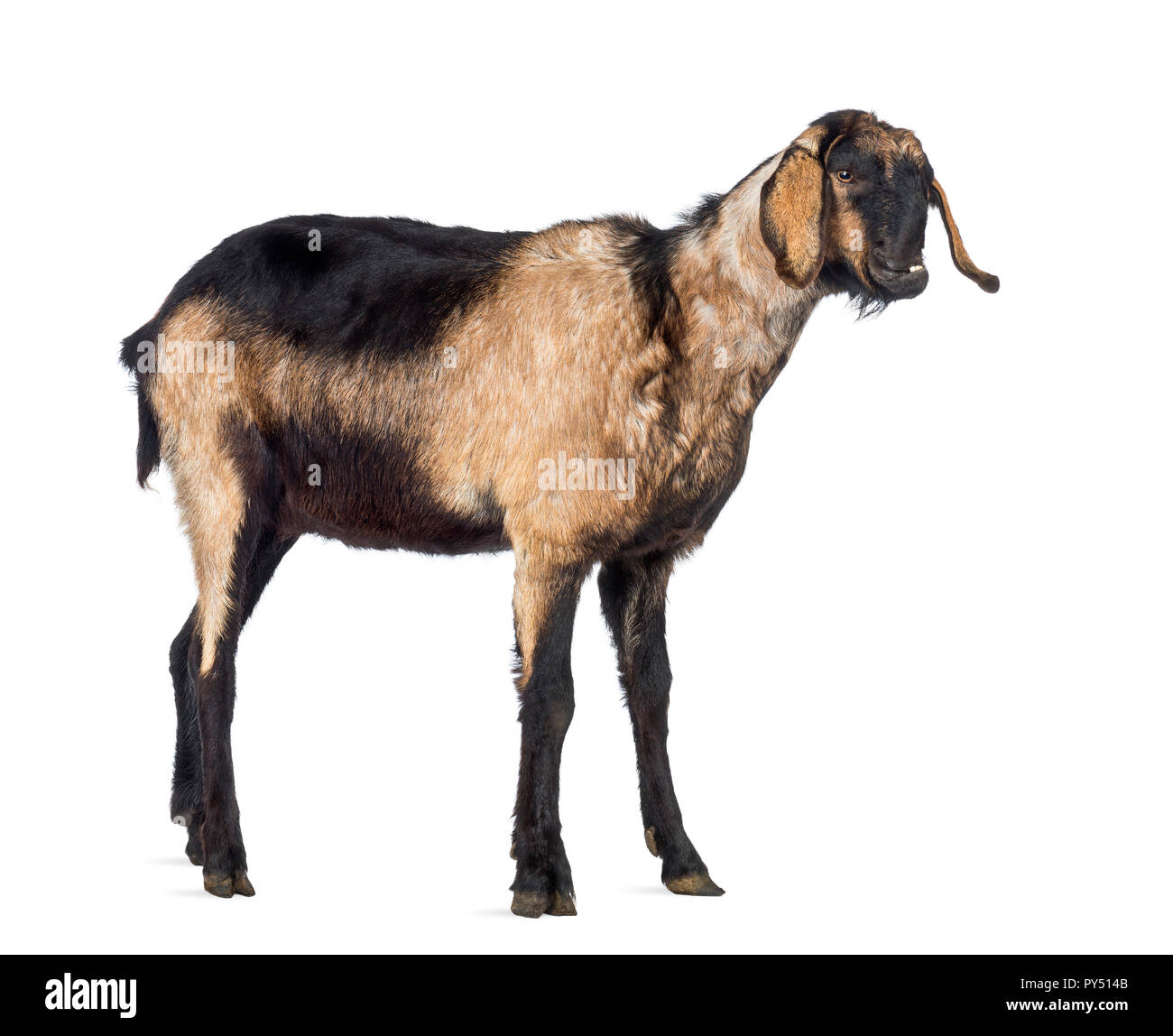 Anglo-Nubian goat with a distorted jaw, looking away against white background Stock Photo