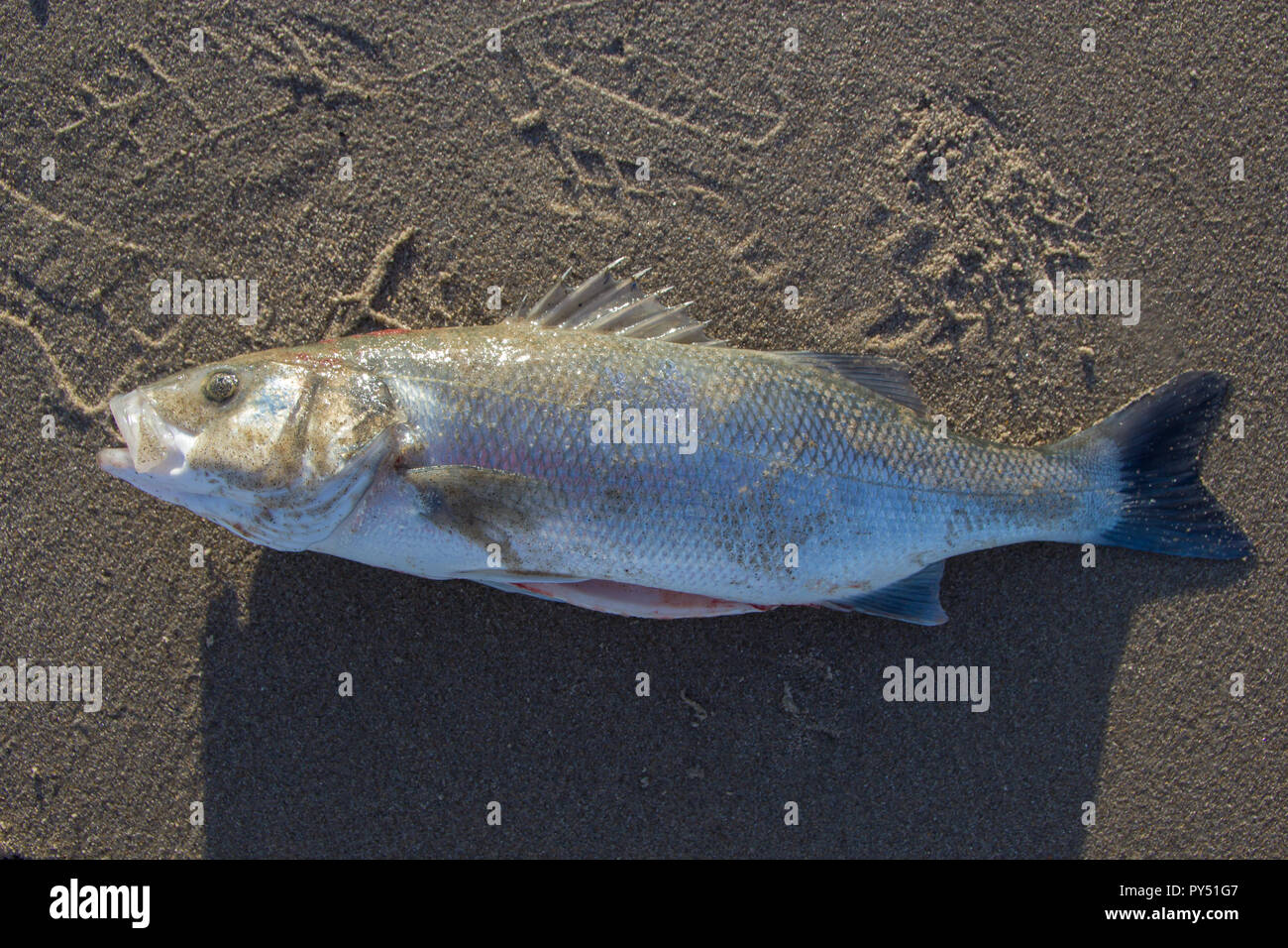 close up of freshly caught European sea bass on the beach Stock Photo Alamy