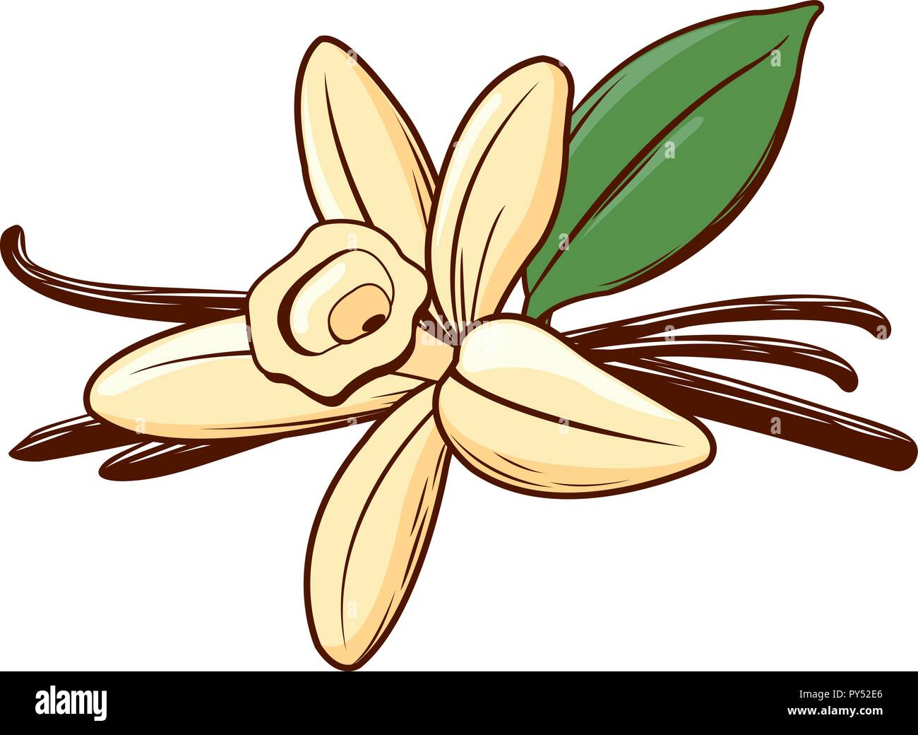 Vector illustration of a vanilla flower and pod Stock Vector Image