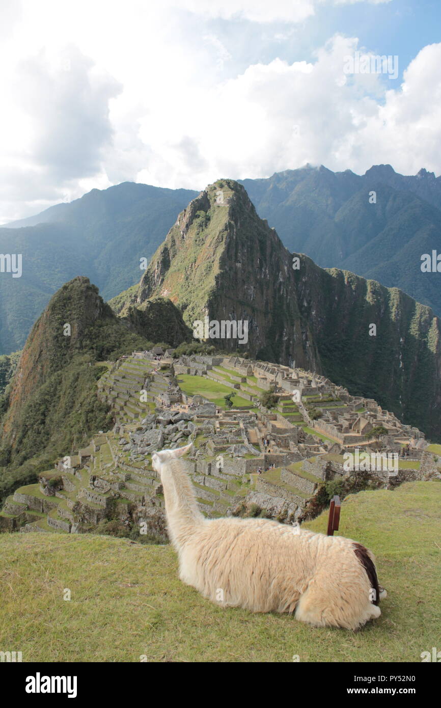 Llama looking down on Machu Picchu Stock Photo