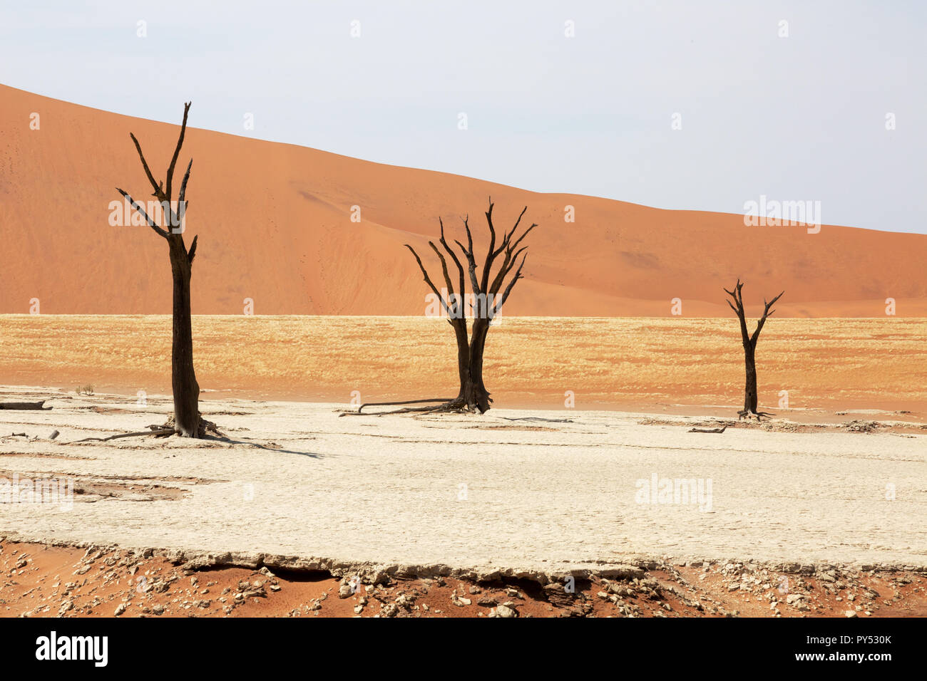 Deadvlei Namibia - trees dead for 8000 years in the dunes of the Namib Desert, Namib Naukluft National Park, Namibia Stock Photo