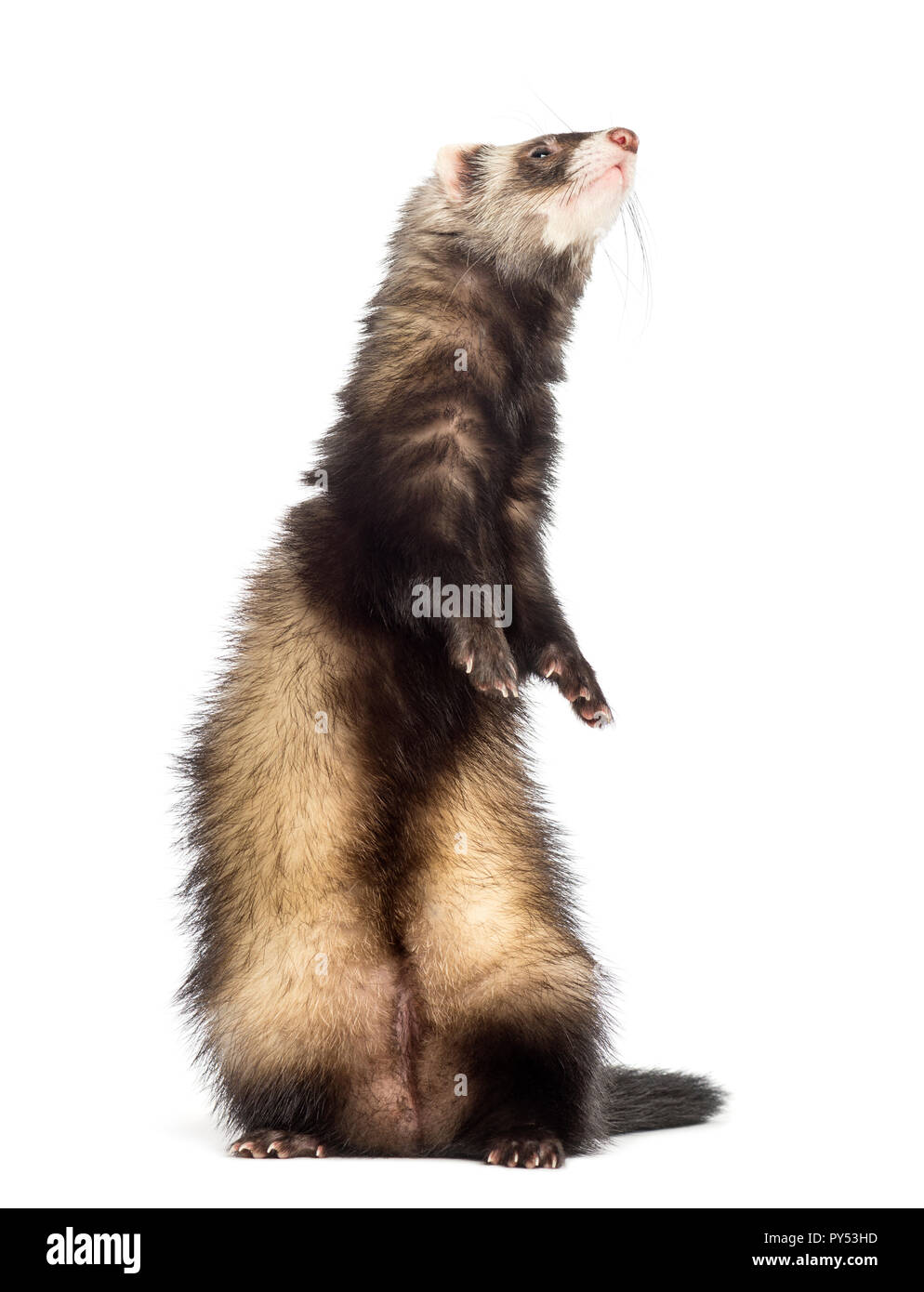 Ferret, 9 months old, standing on hind legs and looking up in front of white background Stock Photo