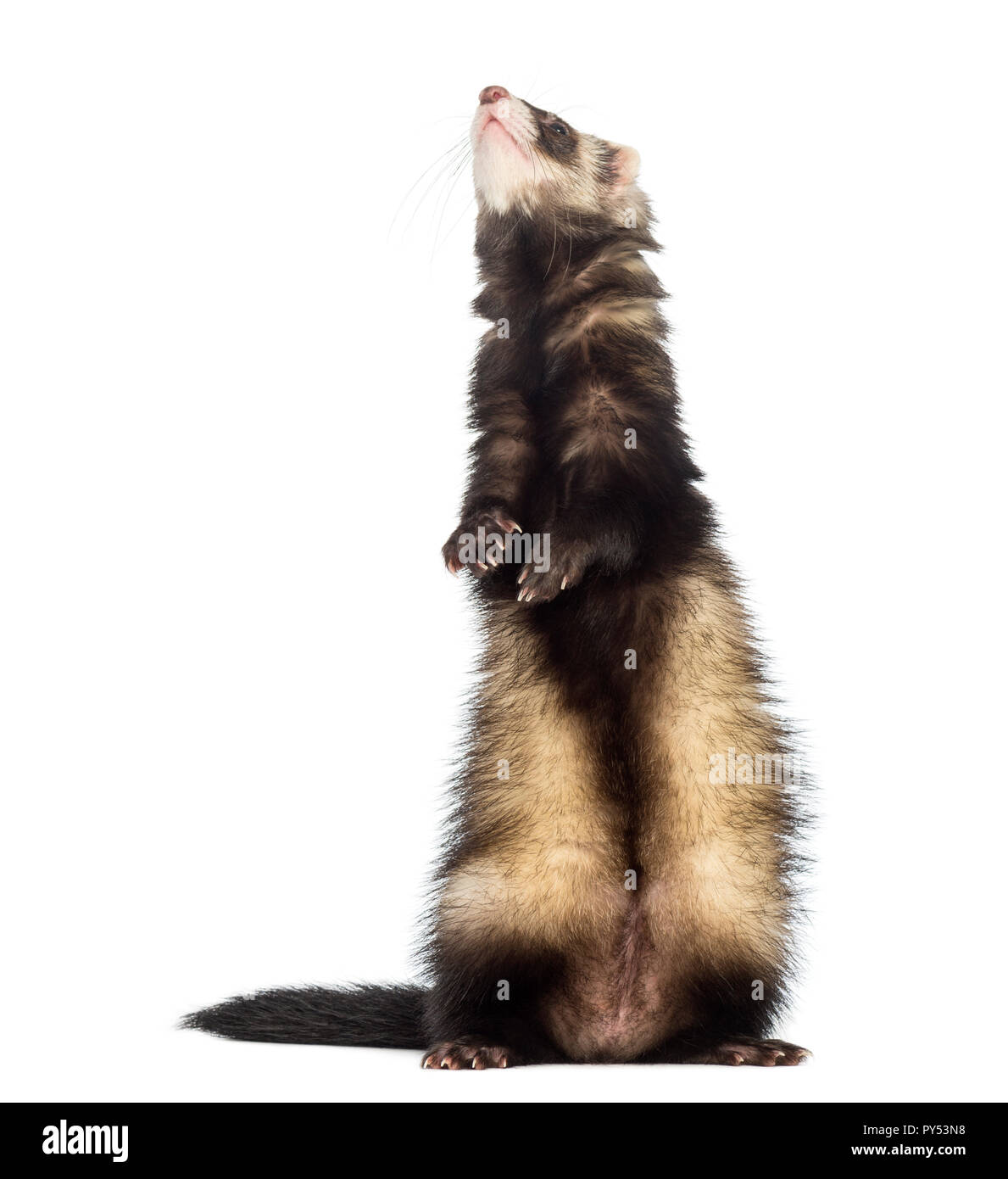 Ferret standing on hind legs and looking up, isolated on white Stock