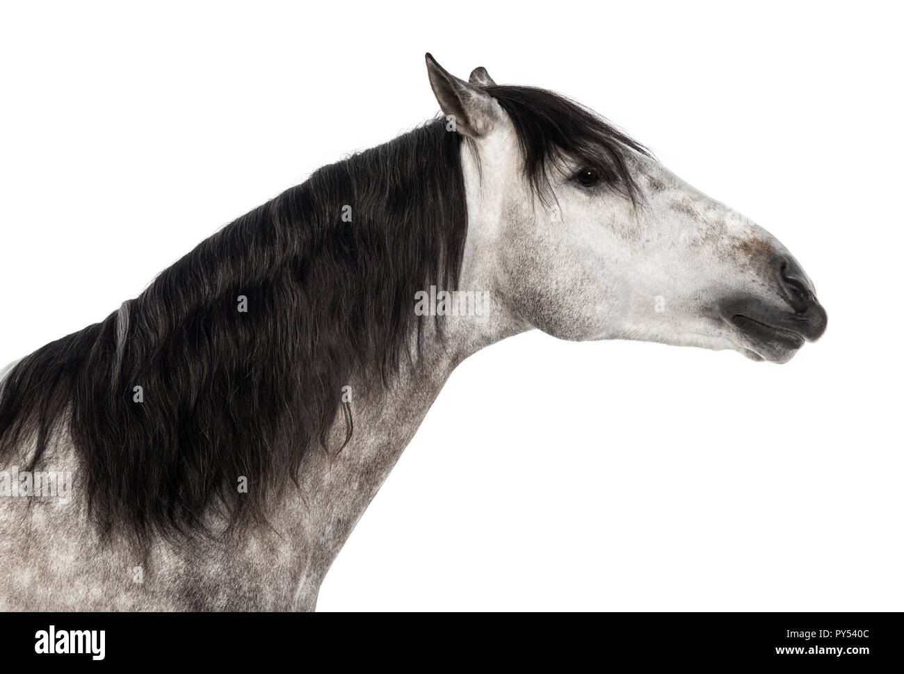 Close-up of an Andalusian head, 7 years old, outstretched, also known as the Pure Spanish Horse or PRE against white background Stock Photo