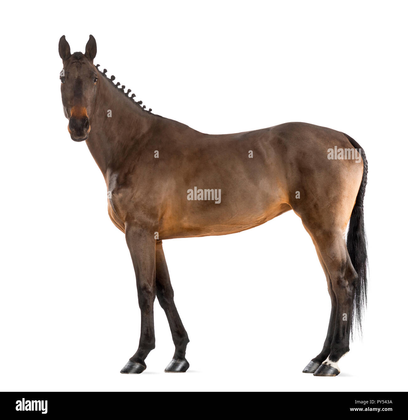 Female Belgian Warmblood, BWP, 4 years old, with mane braided with buttons against white background Stock Photo