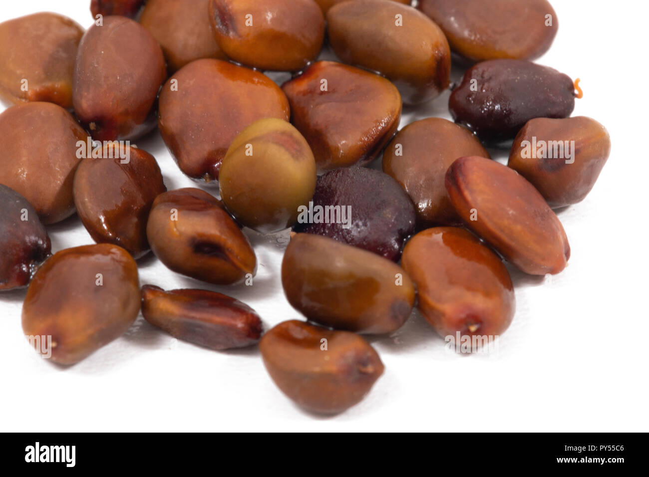 carob fruit seeds isolated over a white background Stock Photo Alamy