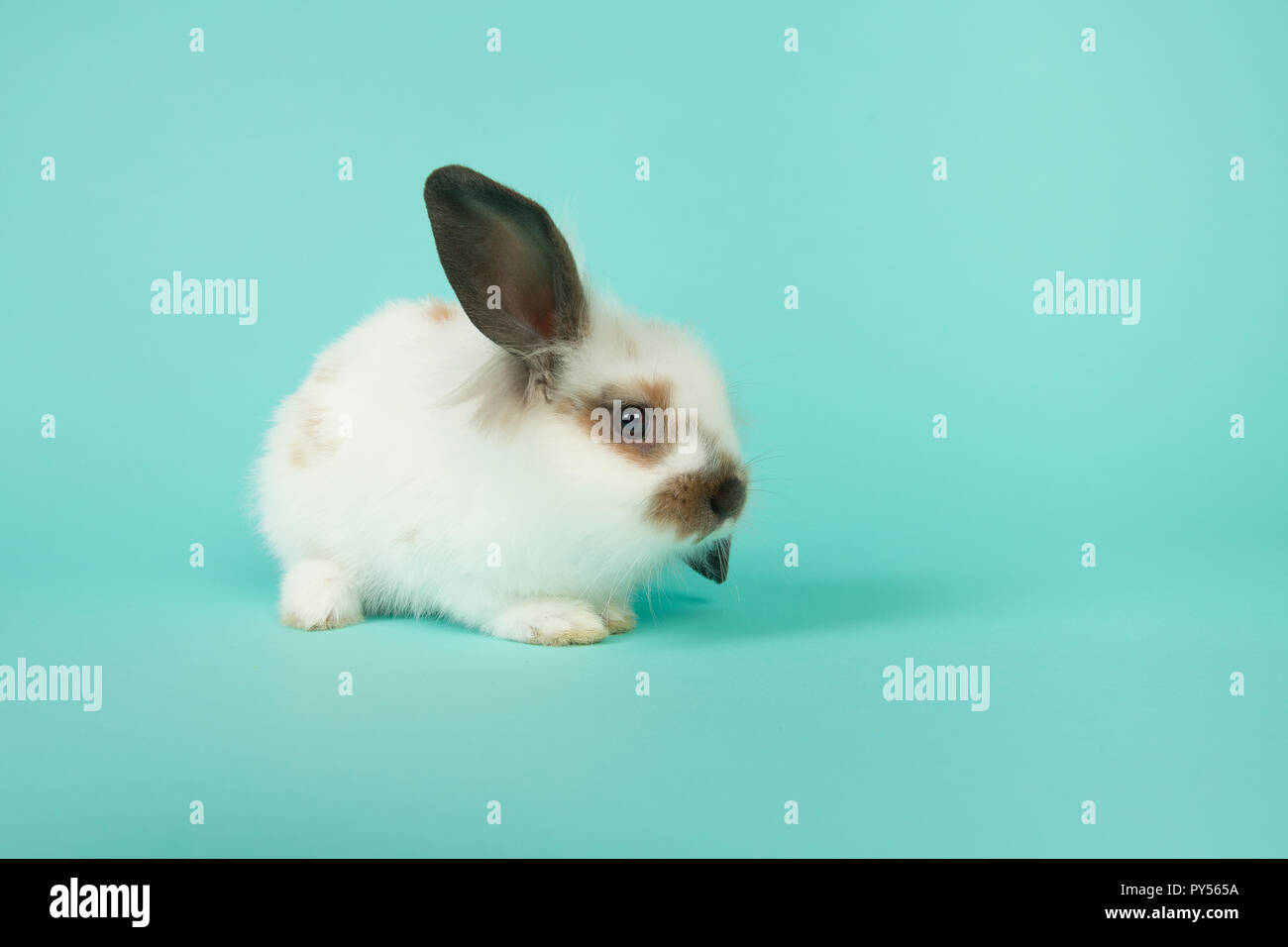 Cute young rabbit sitting on a blue background Stock Photo - Alamy